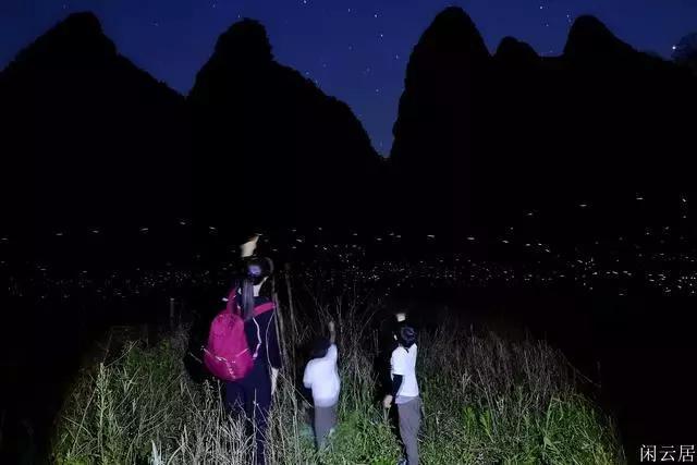 救援可爱的狮子